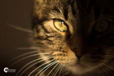 Elodie DEVAYE - CLIC N' REC